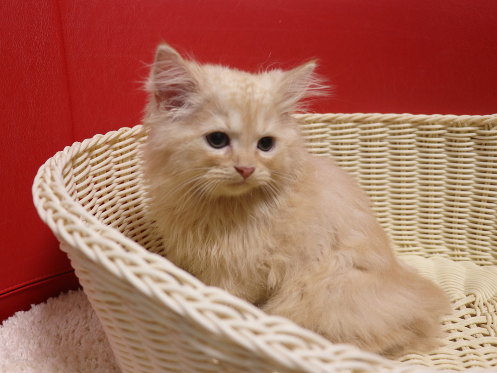 スコティッシュフォールドの子猫画像
