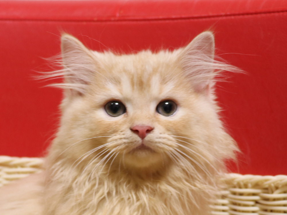 スコティッシュフォールドの子猫画像