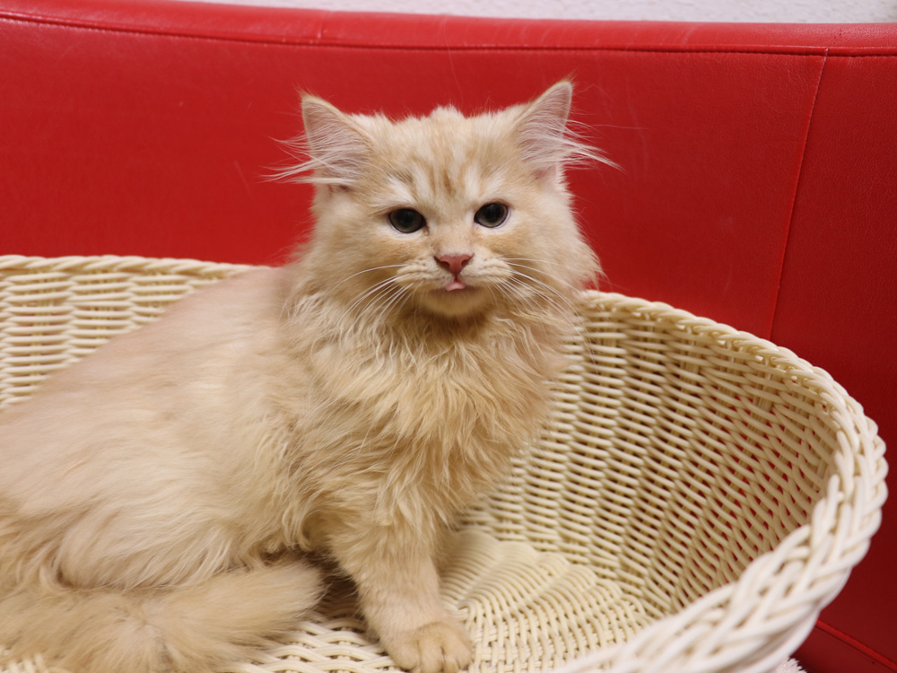 スコティッシュフォールドの子猫画像