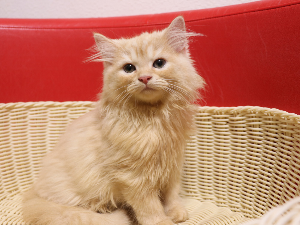 スコティッシュフォールドの子猫画像