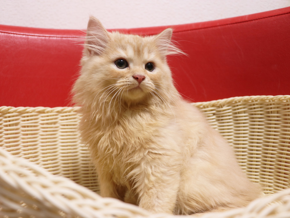 スコティッシュフォールドの子猫画像
