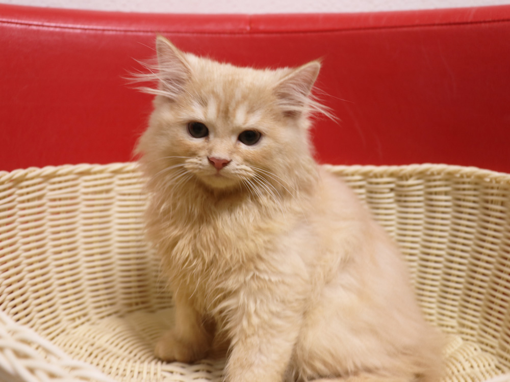 スコティッシュフォールドの子猫画像