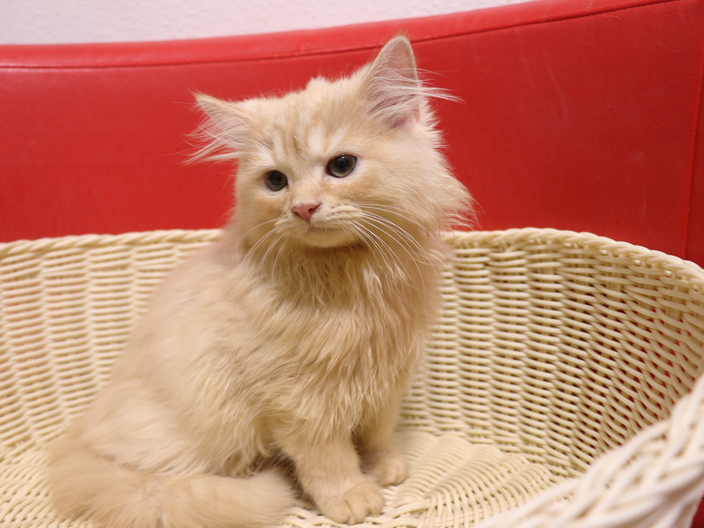 スコティッシュフォールドの子猫画像