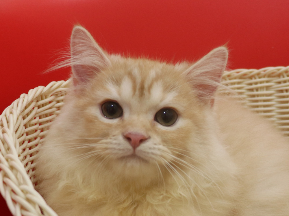 スコティッシュフォールドの子猫画像