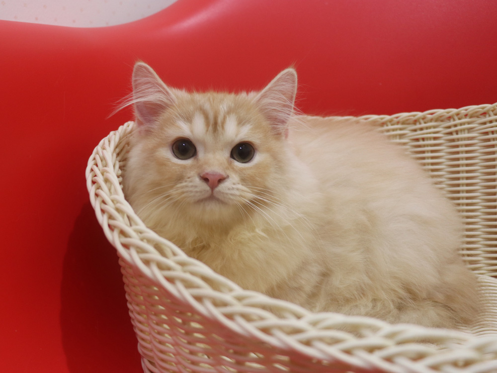 スコティッシュフォールドの子猫画像