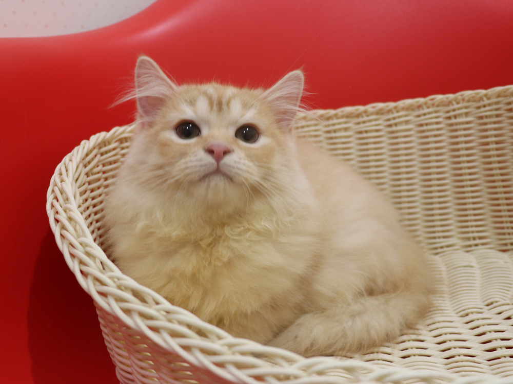 スコティッシュフォールドの子猫画像