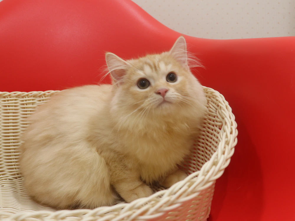 スコティッシュフォールドの子猫画像
