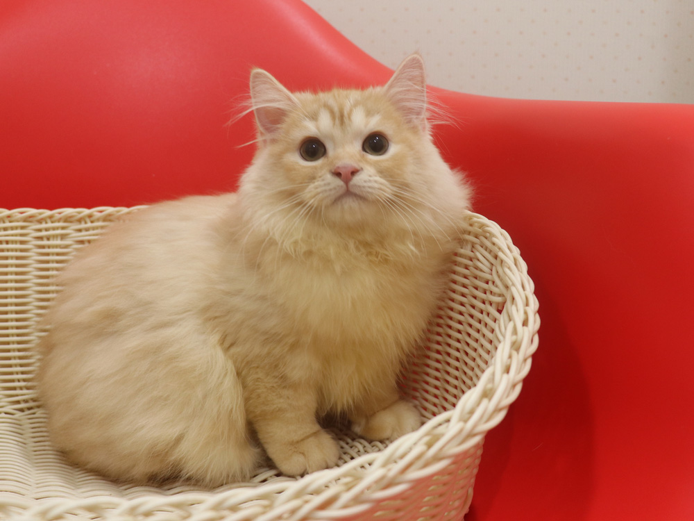 スコティッシュフォールドの子猫画像