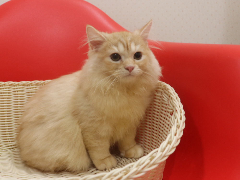 スコティッシュフォールドの子猫画像