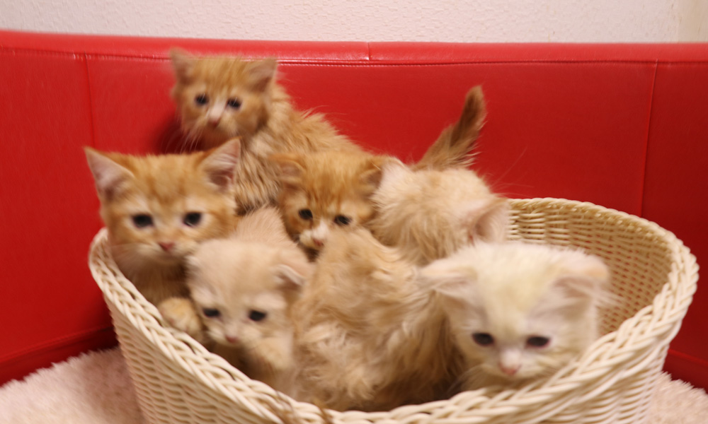 スコティッシュフォールドの子猫画像