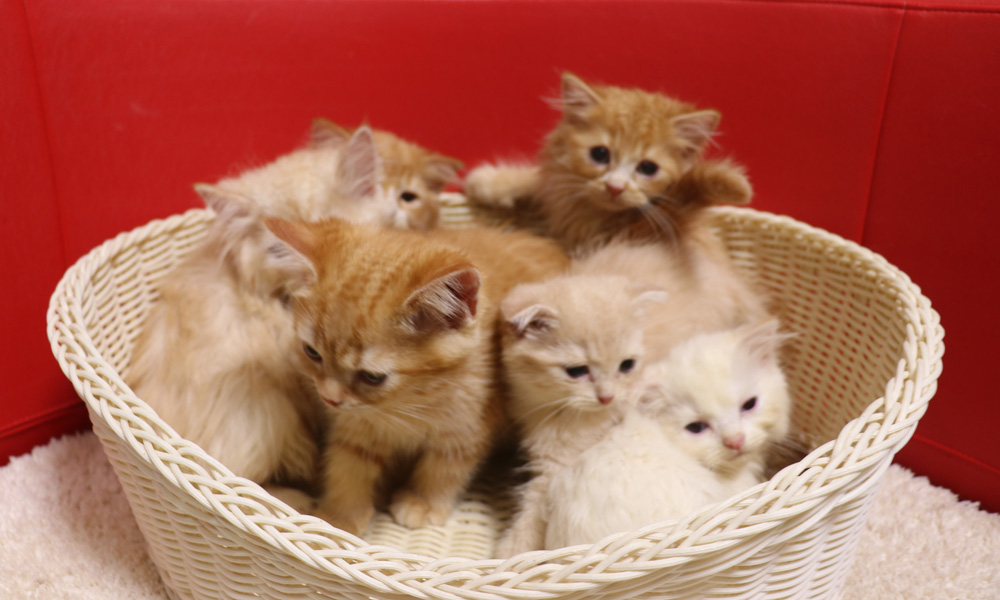 スコティッシュフォールドの子猫画像