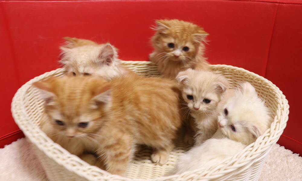 スコティッシュフォールドの子猫画像