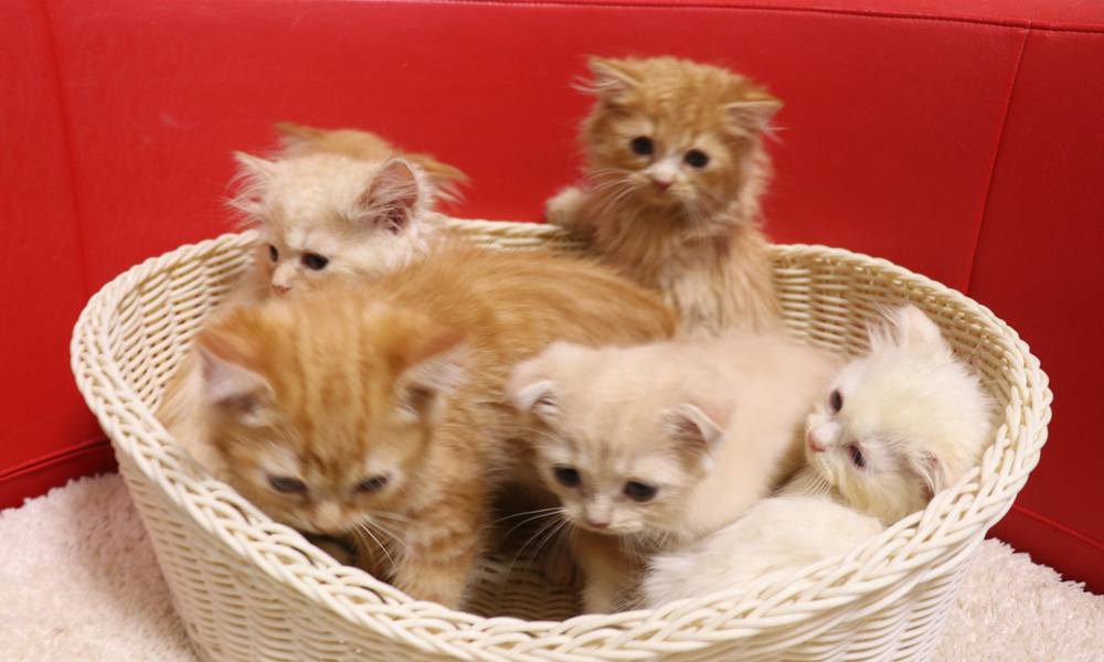 スコティッシュフォールドの子猫画像