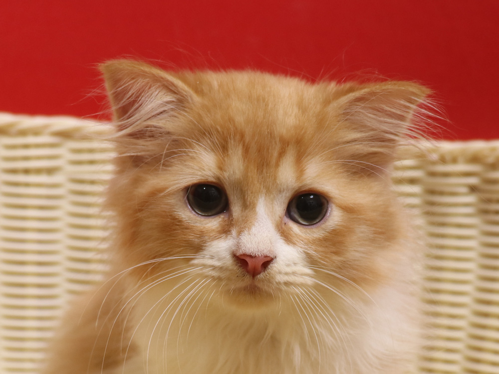 スコティッシュフォールドの子猫画像