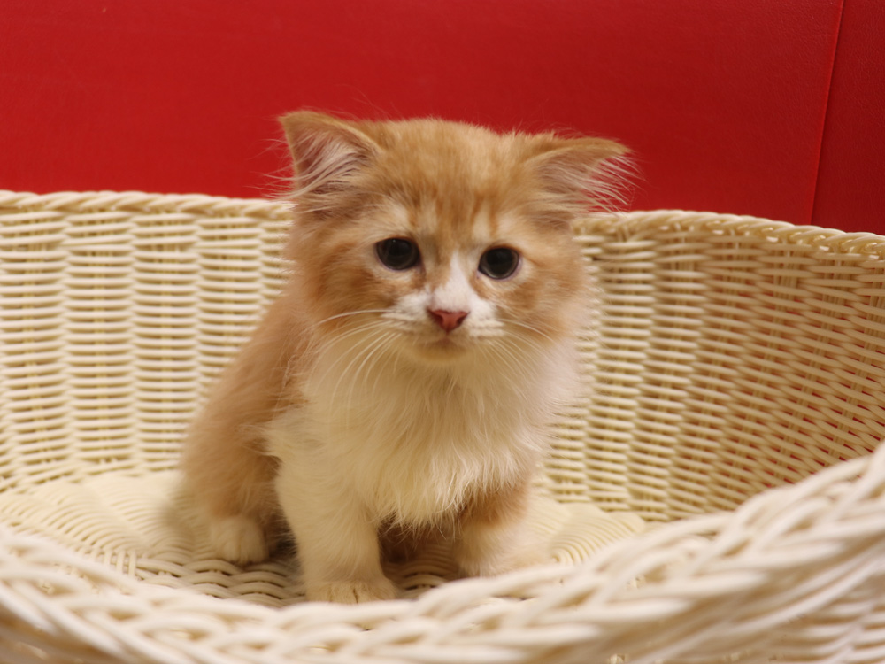 スコティッシュフォールドの子猫画像