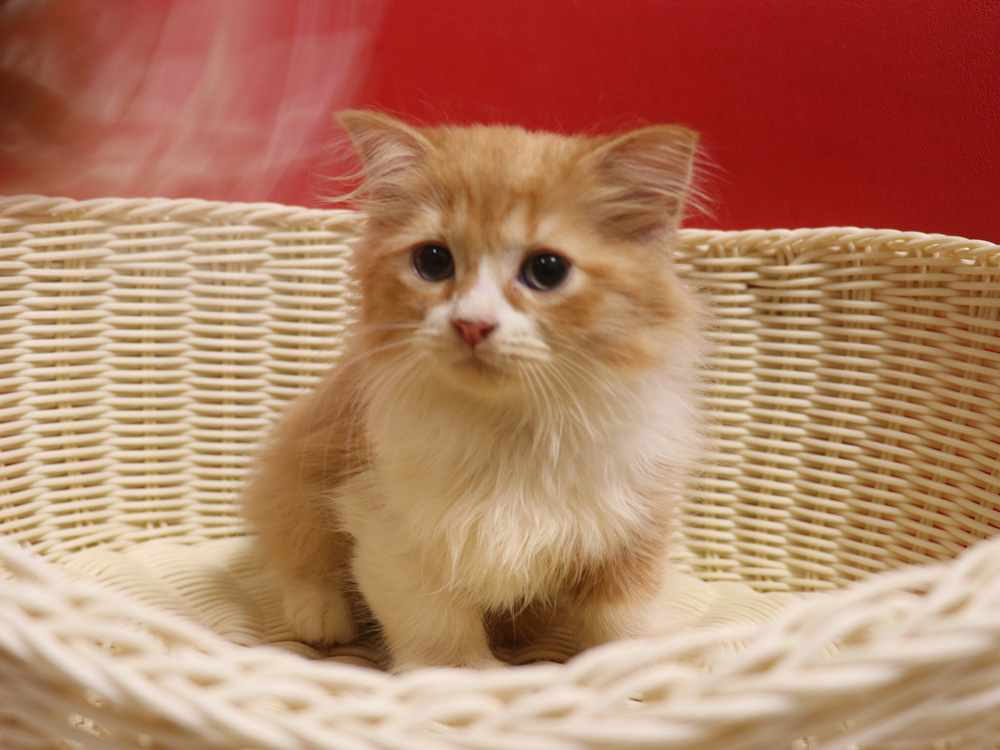 スコティッシュフォールドの子猫画像