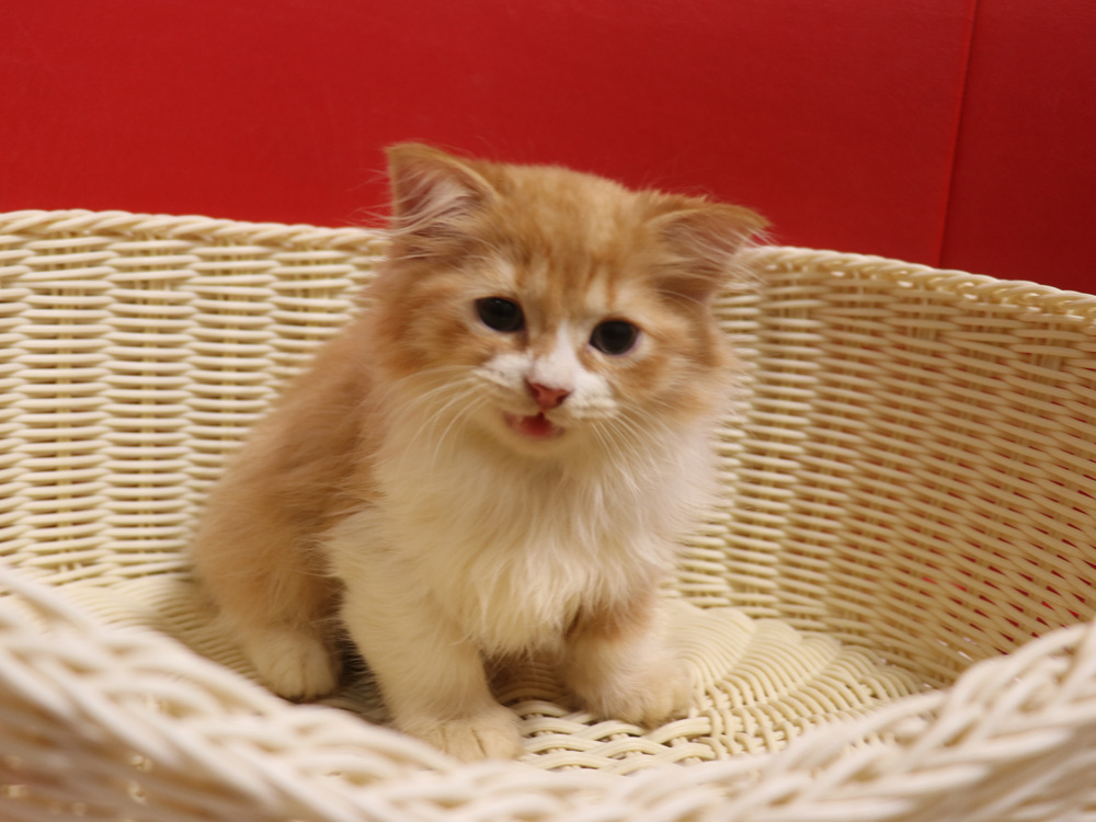 スコティッシュフォールドの子猫画像