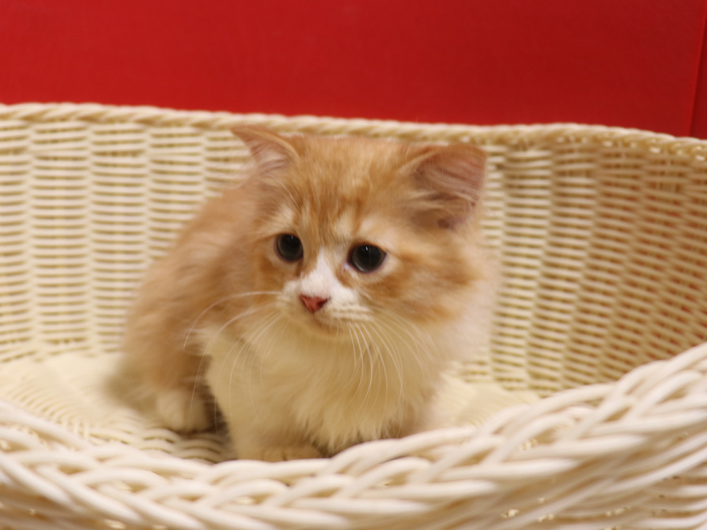 スコティッシュフォールドの子猫画像