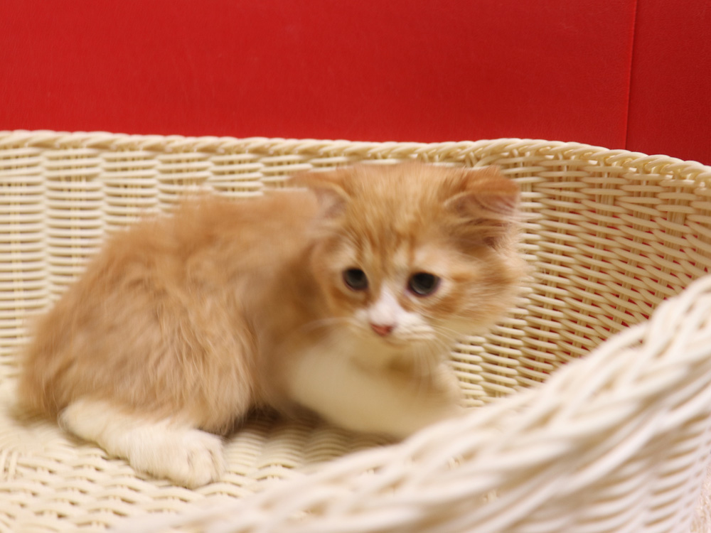 スコティッシュフォールドの子猫画像