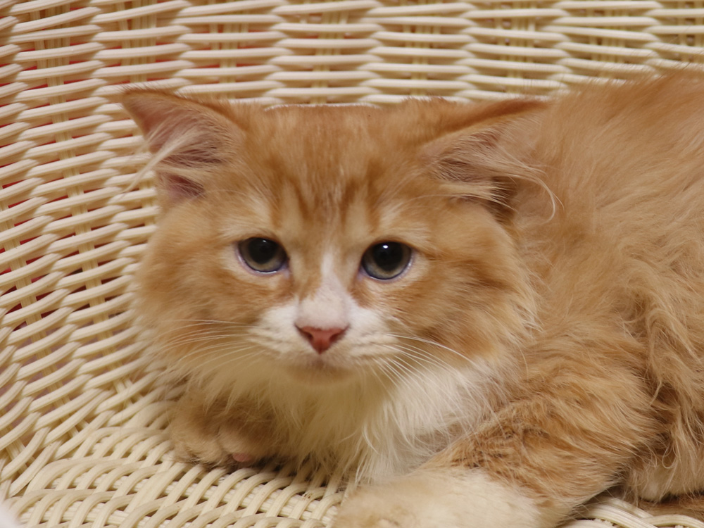 スコティッシュフォールドの子猫画像