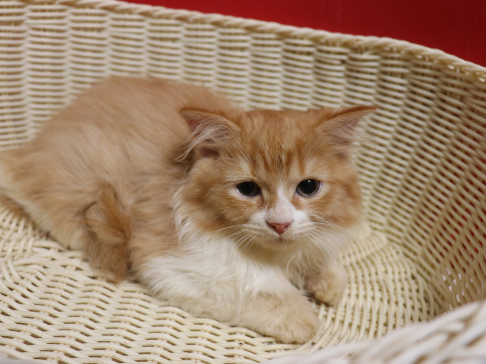 スコティッシュフォールドの子猫画像