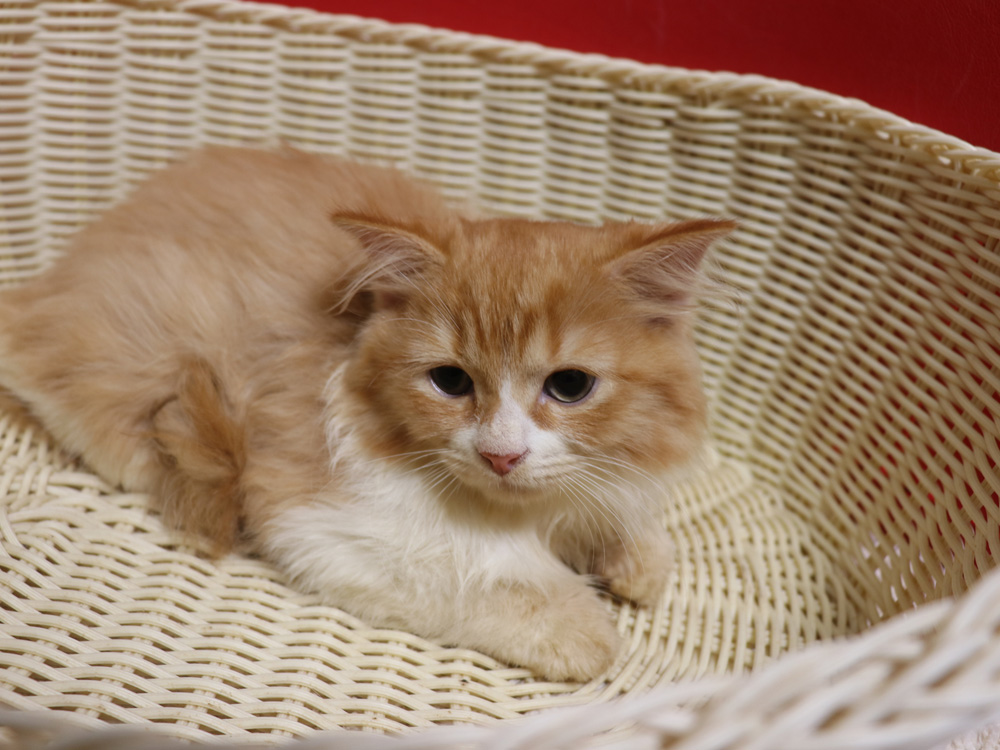 スコティッシュフォールドの子猫画像