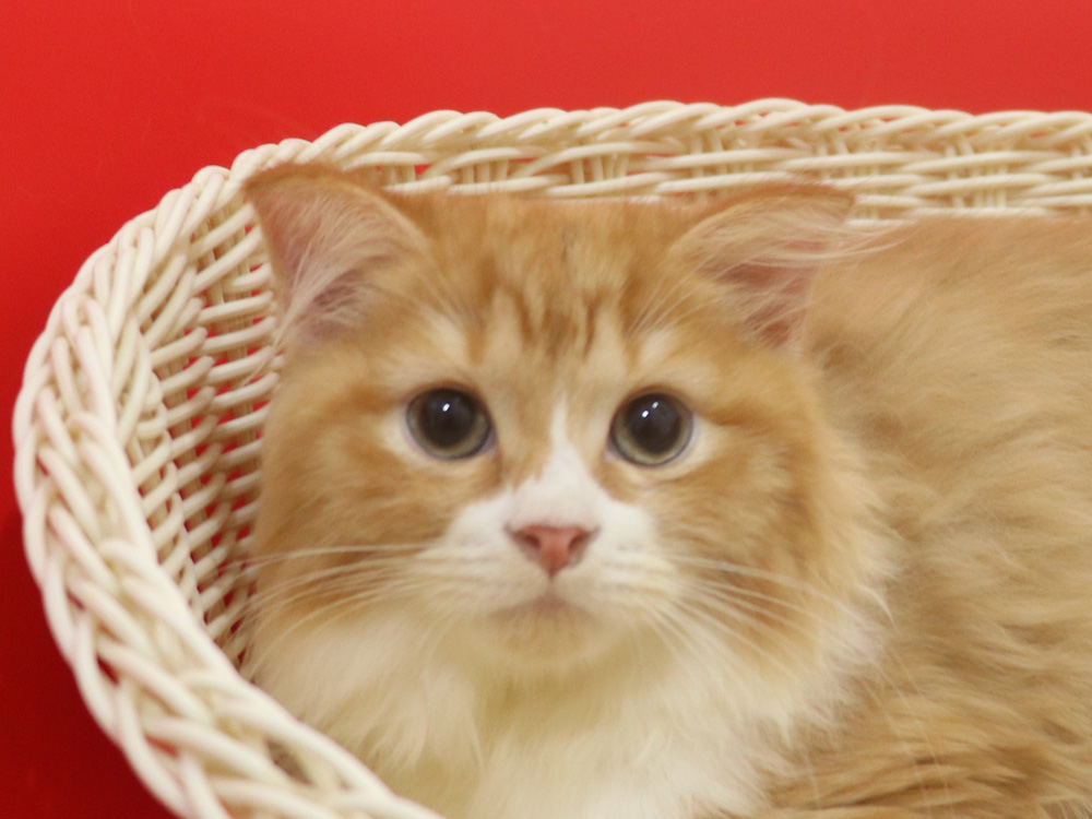 スコティッシュフォールドの子猫画像