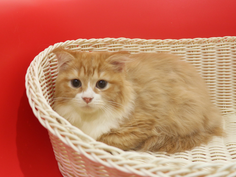 スコティッシュフォールドの子猫画像