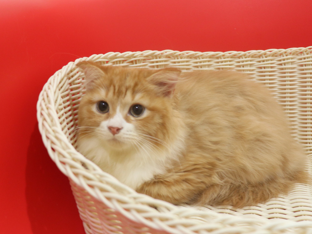 スコティッシュフォールドの子猫画像