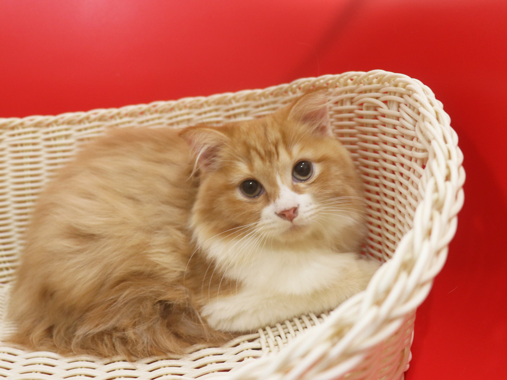 スコティッシュフォールドの子猫画像