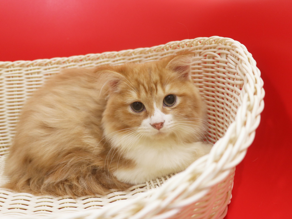 スコティッシュフォールドの子猫画像