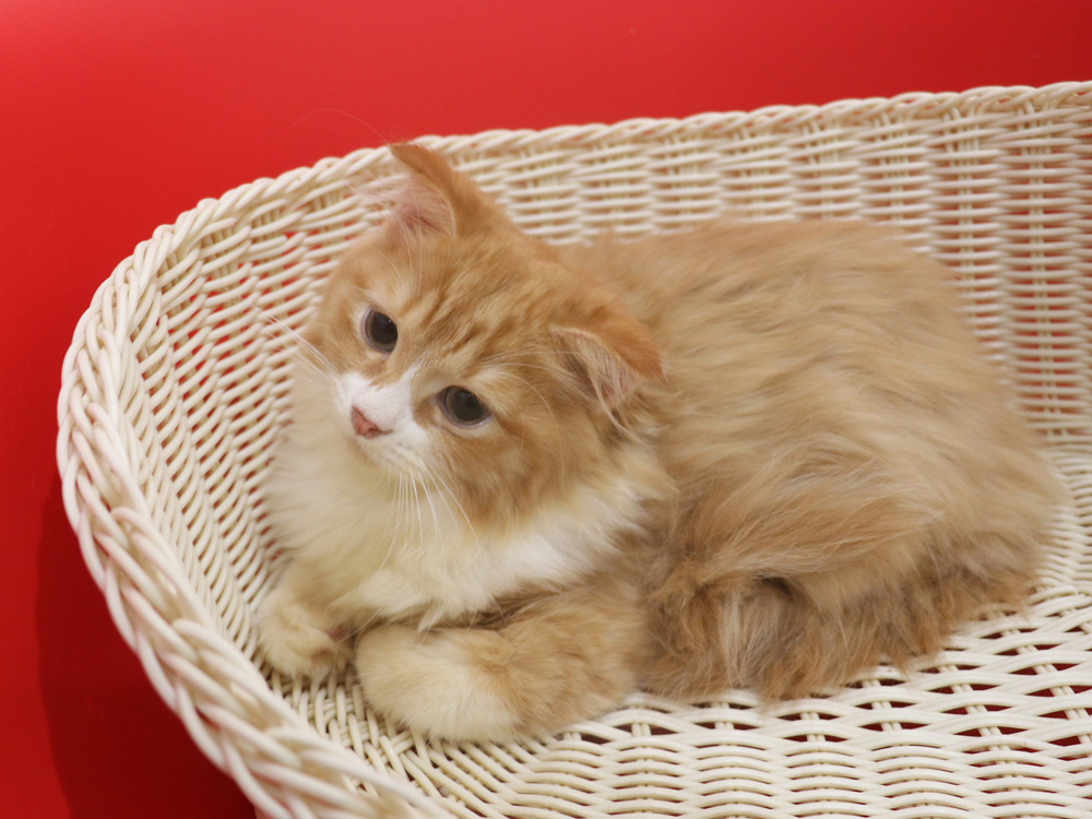 スコティッシュフォールドの子猫画像