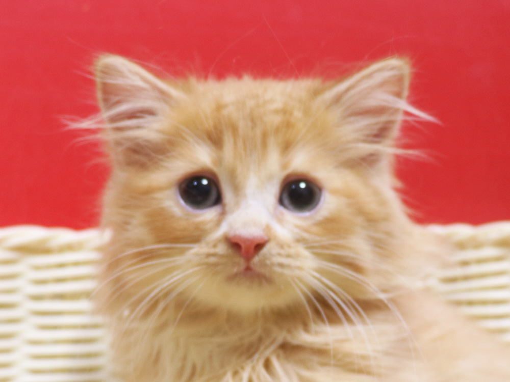 スコティッシュフォールドの子猫画像