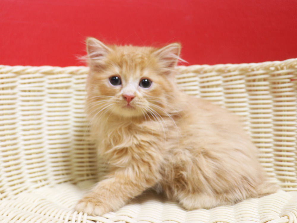 スコティッシュフォールドの子猫画像