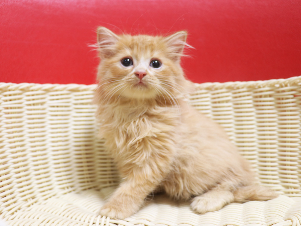 スコティッシュフォールドの子猫画像