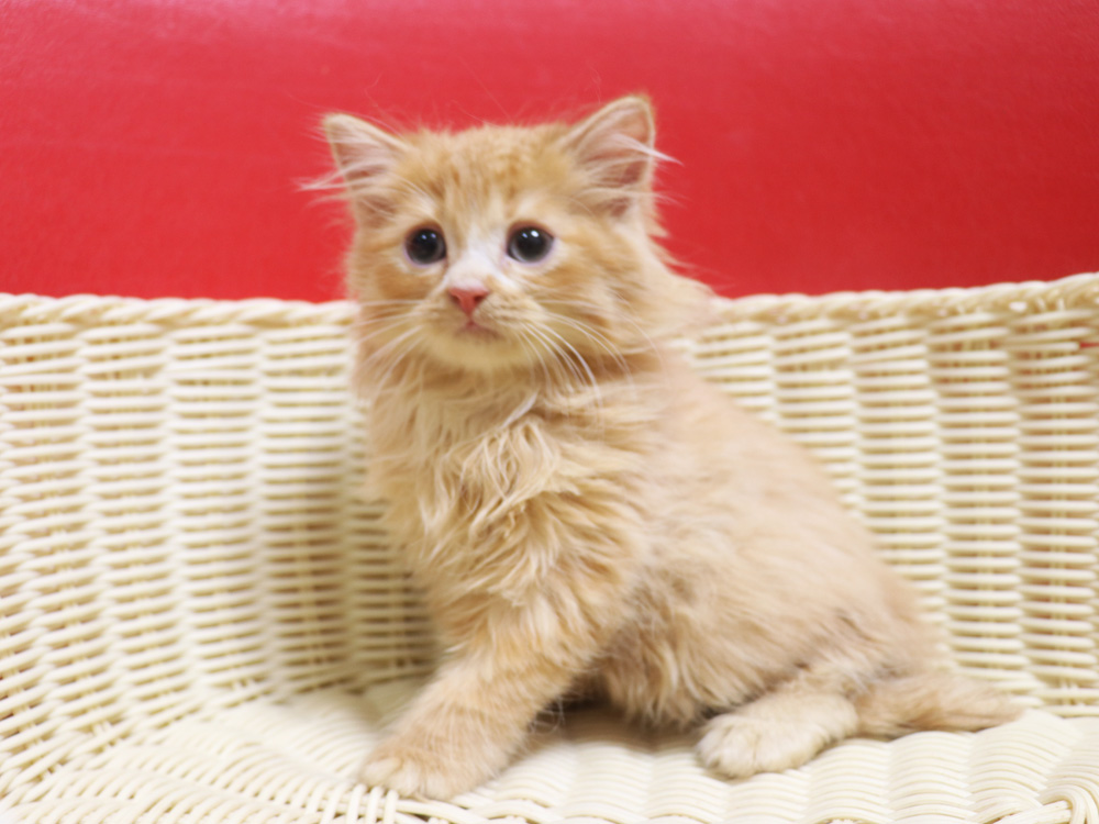 スコティッシュフォールドの子猫画像