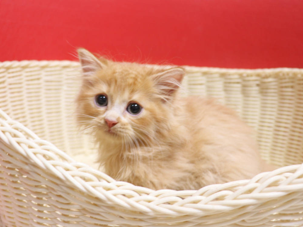 スコティッシュフォールドの子猫画像