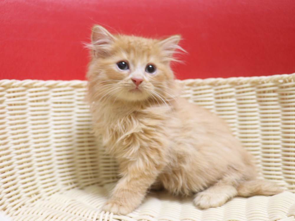 スコティッシュフォールドの子猫画像