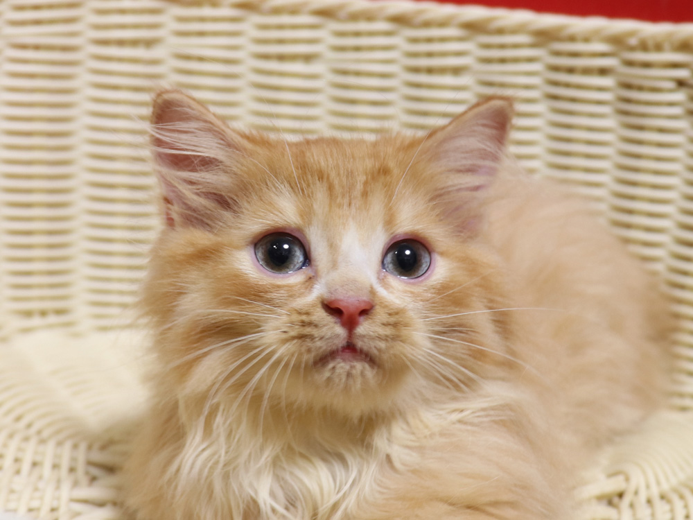 スコティッシュフォールドの子猫画像