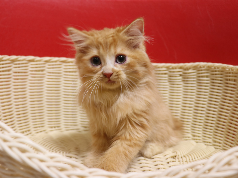 スコティッシュフォールドの子猫画像