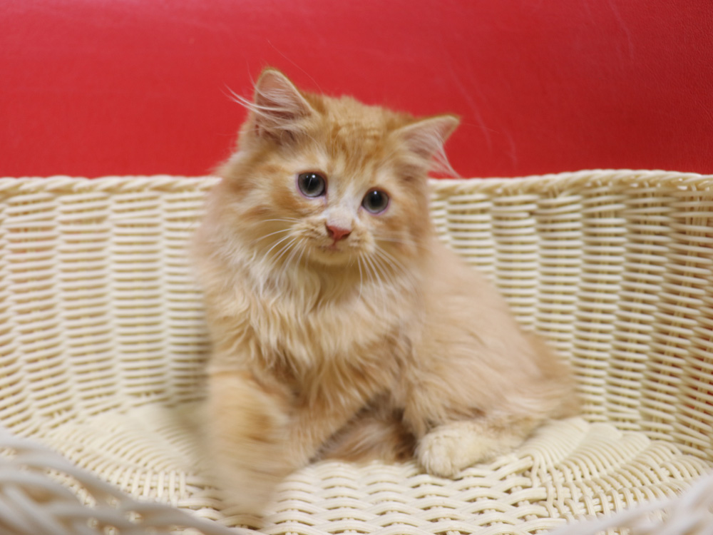 スコティッシュフォールドの子猫画像
