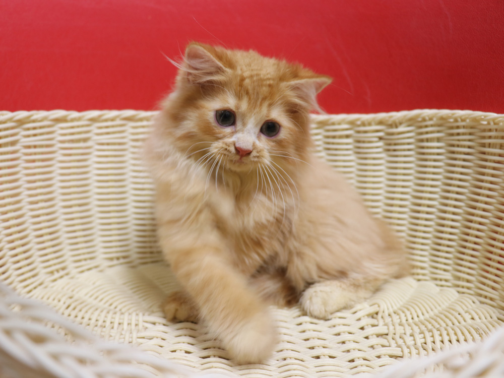 スコティッシュフォールドの子猫画像