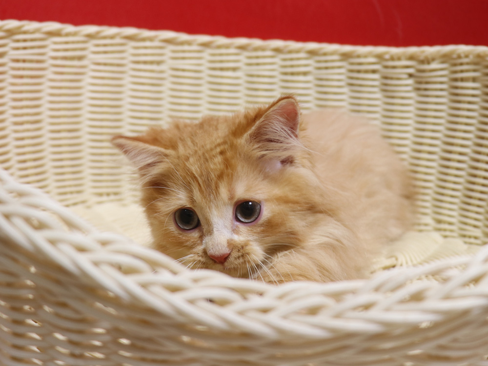 スコティッシュフォールドの子猫画像