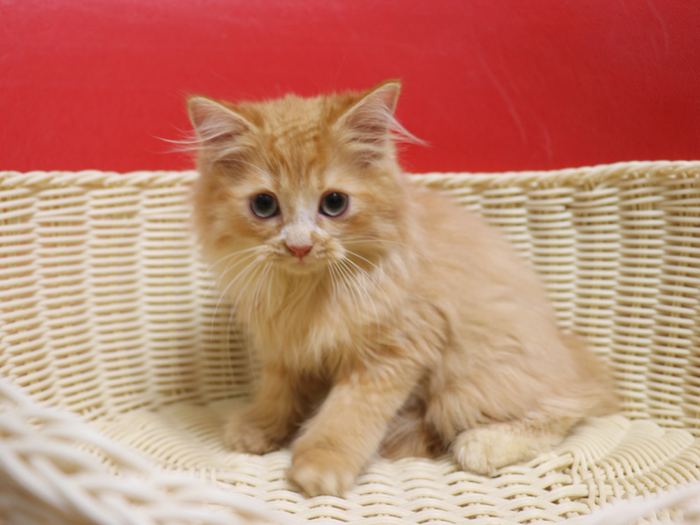 スコティッシュフォールドの子猫画像