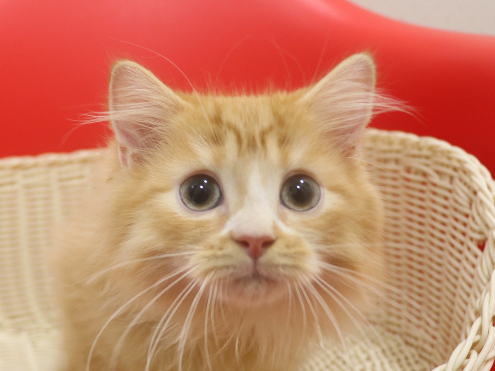スコティッシュフォールドの子猫画像