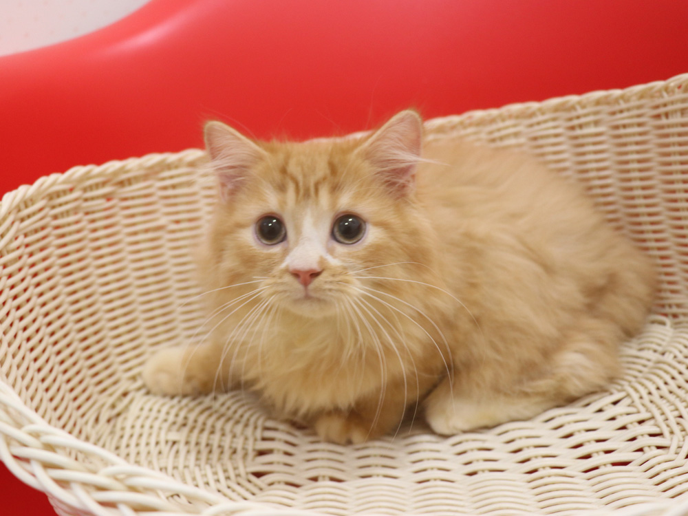 スコティッシュフォールドの子猫画像