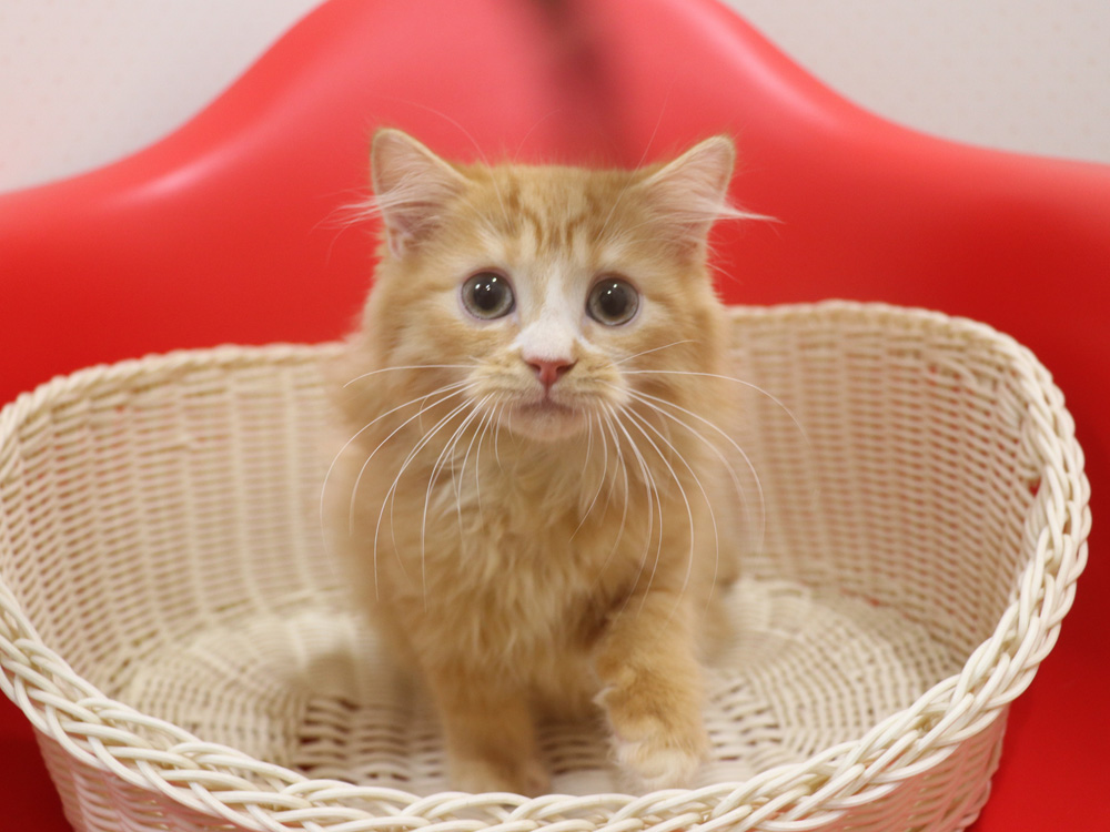 スコティッシュフォールドの子猫画像
