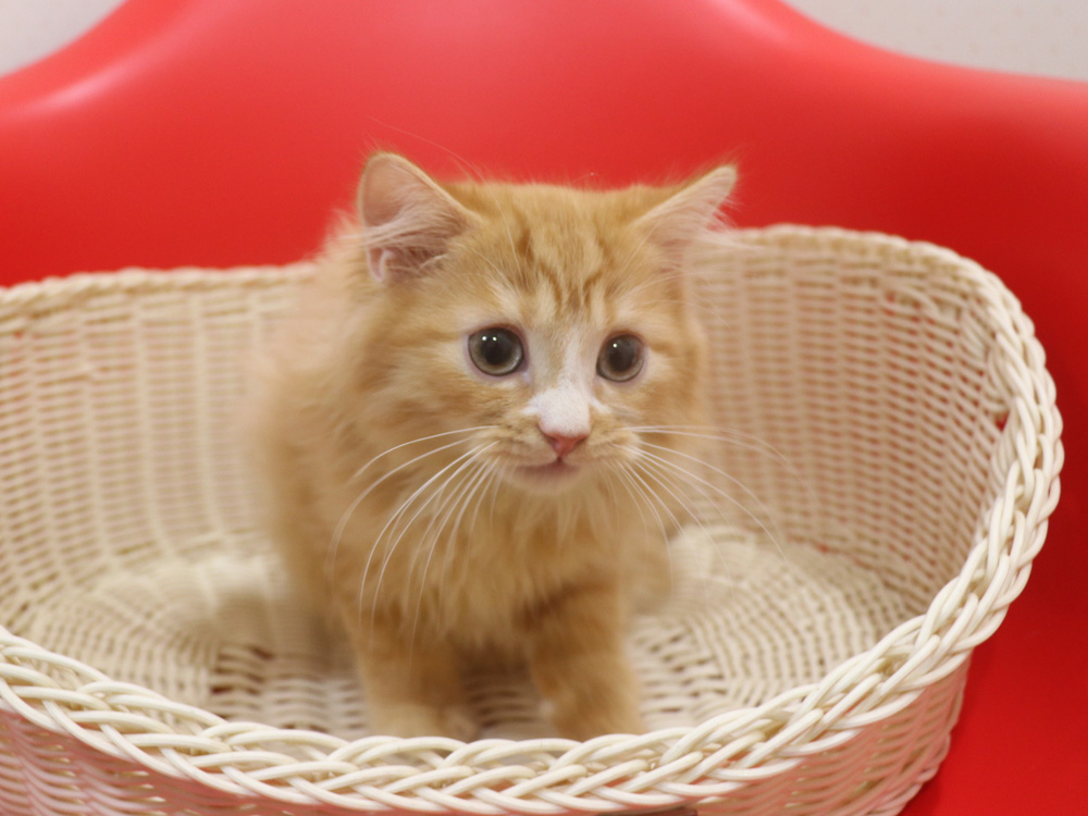 スコティッシュフォールドの子猫画像