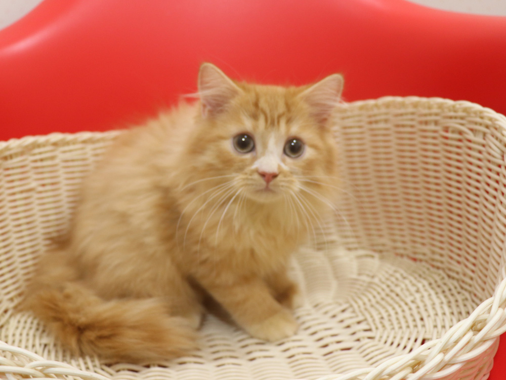 スコティッシュフォールドの子猫画像