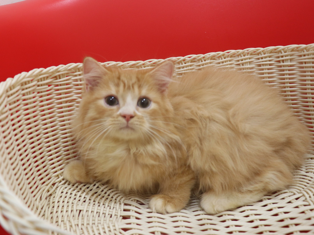 スコティッシュフォールドの子猫画像